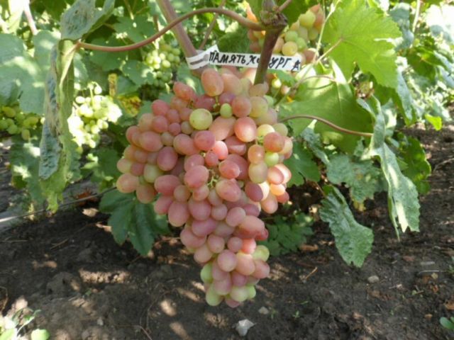 Большой красный цветок луковичный Большой красный цветок луковичный